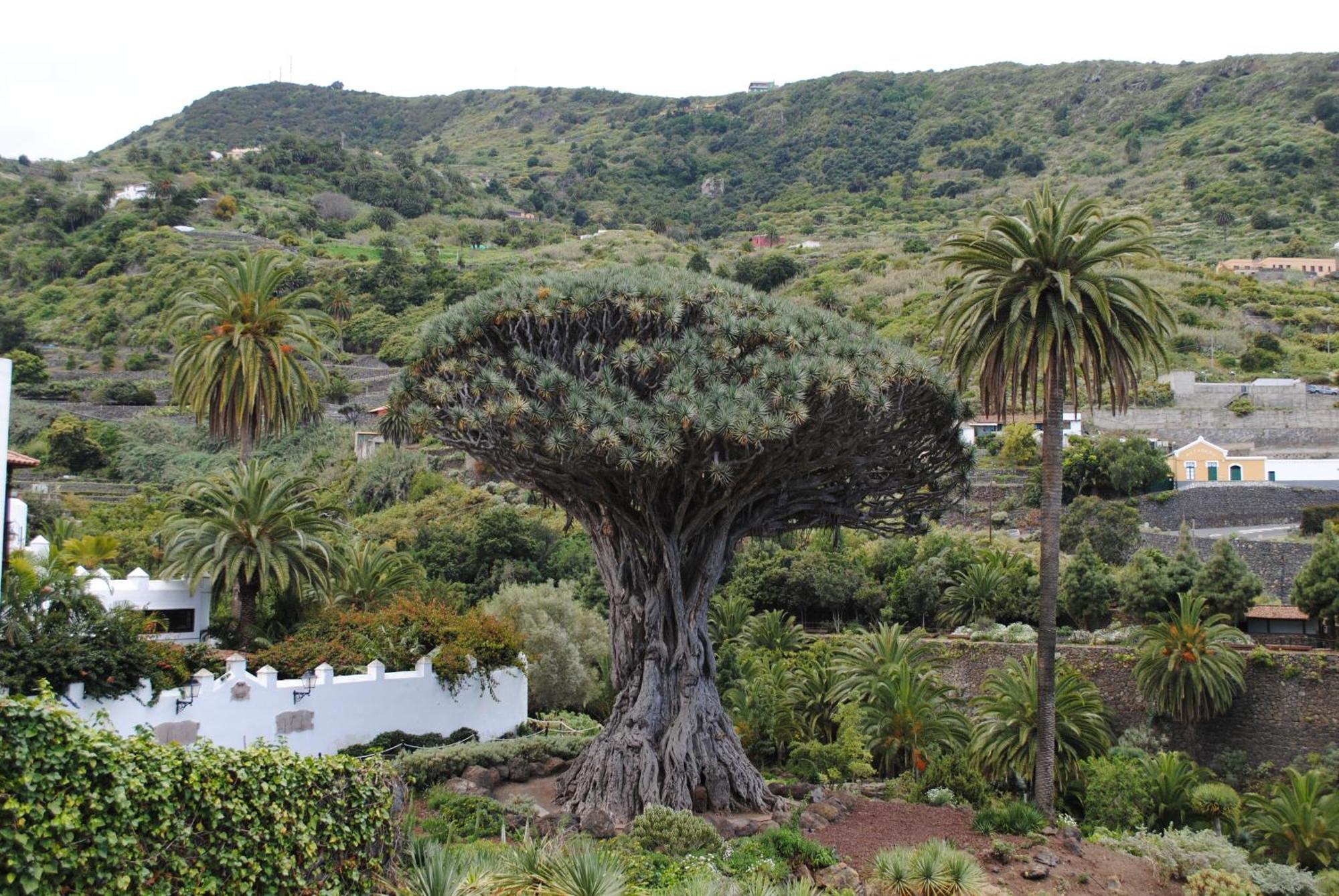 Finca Los Loros Icod De Los Vinos By Hrtenerife Net ซานตาครูซ เด เตเนริเฟ ภายนอก รูปภาพ